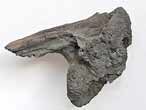 Planohybodus grossiconus cartilage Fossile du jurassique Boulonnais